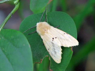 Spilarctia (Spilarctia) lutea