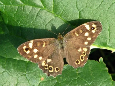Pararge aegeria