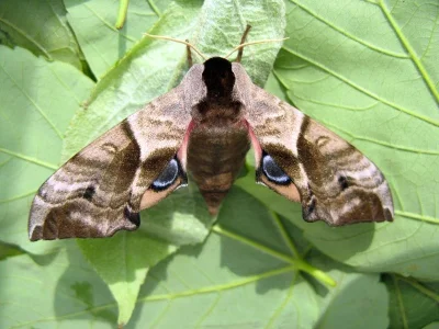 Smerinthus ocellata