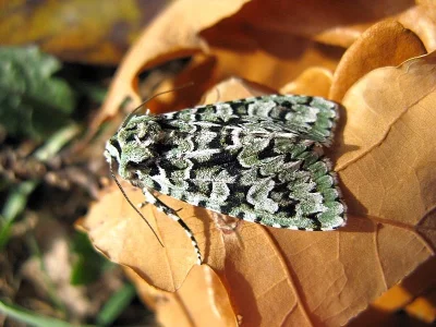 Dichonia (Griposia) aprilina