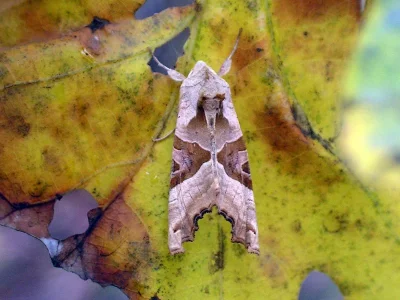 Phlogophora meticulosa