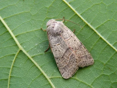 Agrochola (Anchoscelis) humilis