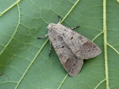 Ammoconia caecimacula