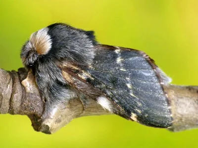 Poecilocampa populi
