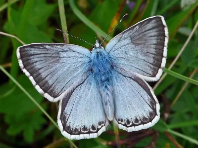 Polyommatus (Lysandra) coridon
