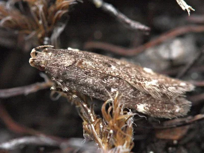 Neofriseria peliella