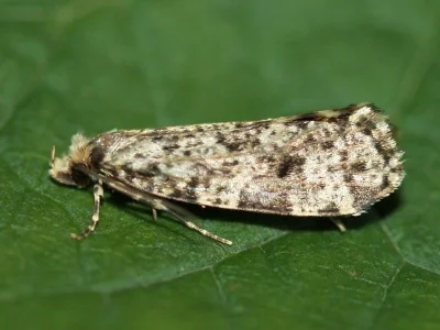 Montescardia tessulatellus