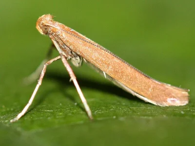 Caloptilia betulicola