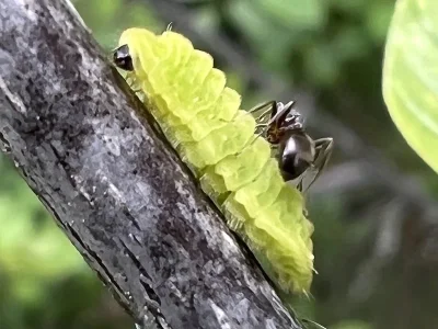 Celastrina (C.) argiolus