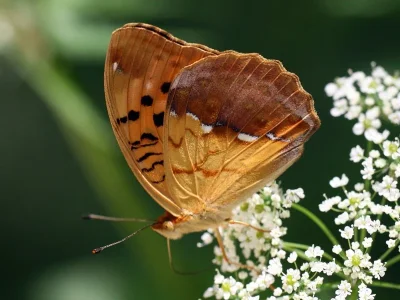 Argynnis (Argyronome) laodice