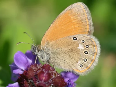 Coenonympha glycerion