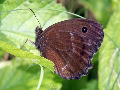 Minois dryas
