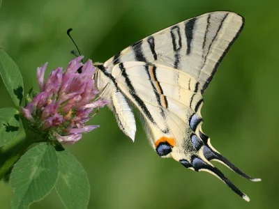 Iphiclides podalirius