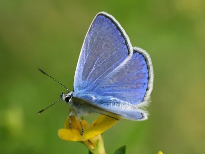Polyommatus (Polyommatus) icarus