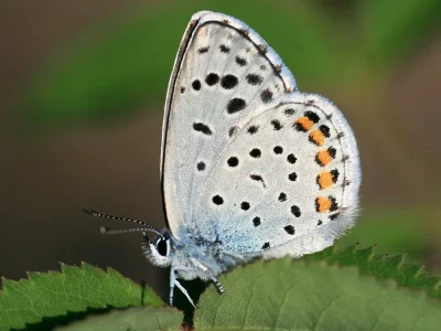 Pseudophilotes vicrama