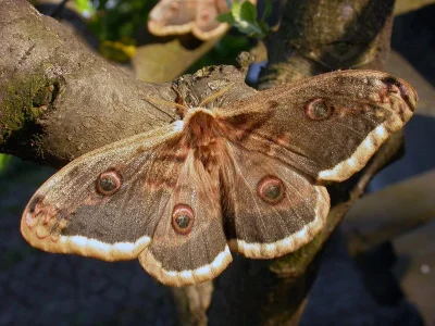 Saturnia (Saturnia) pyri