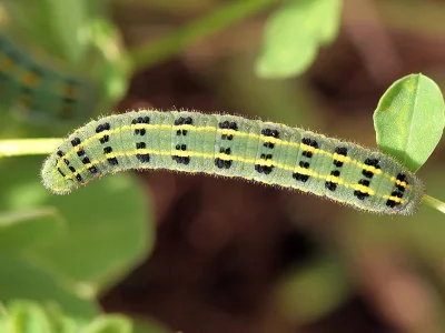 Colias alfacariensis
