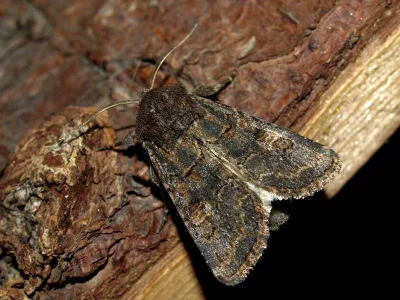 Tholera cespitis