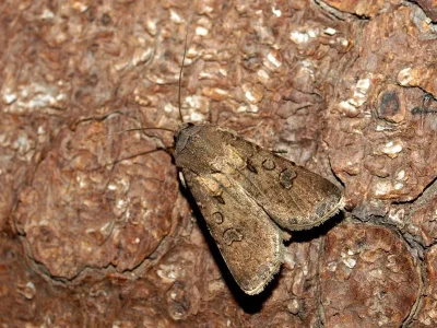 Agrotis (Agrotis) clavis