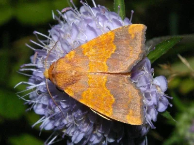 Tiliacea aurago
