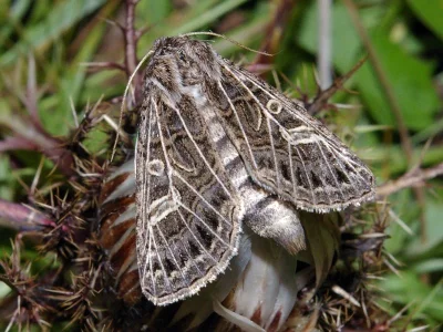 Tholera decimalis