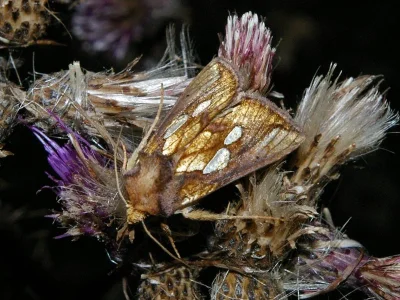 Plusia festucae