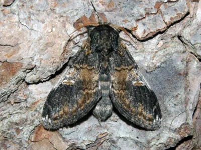 Notodonta tritophus