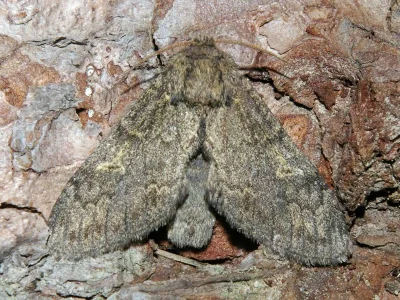 Notodonta torva