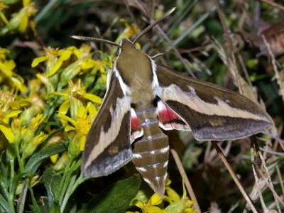 Hyles gallii