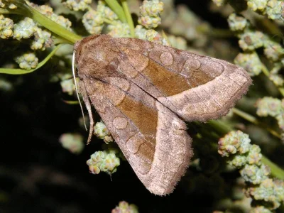 Hydraecia micacea