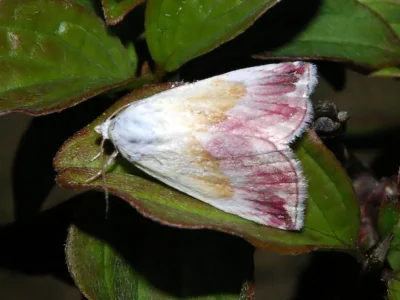 Eublemma (Eublemma) purpurina