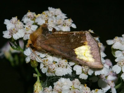 Diachrysia chryson