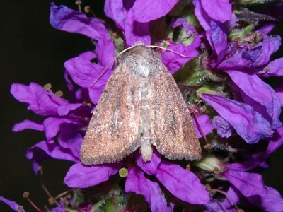 Photedes fluxa