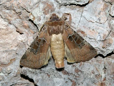 Chersotis cuprea