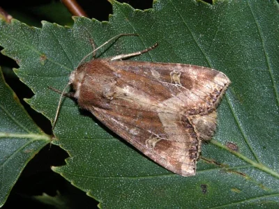 Helotropha leucostigma