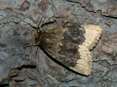 Amphipyra (Amphipyra) perflua