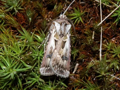 Agrotis (Agrotis) vestigialis
