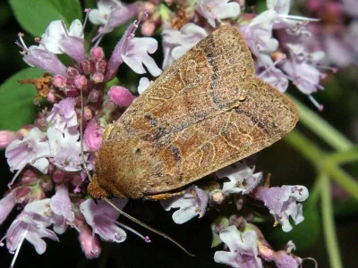 Agrochola (Anchoscelis) nitida