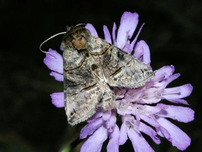 Abrostola tripartita