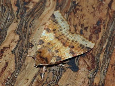 Xanthia (Cirrhia) icteritia