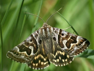 Euclidia (Callistege) mi