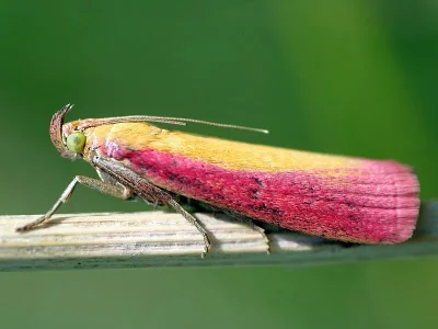 Oncocera semirubella
