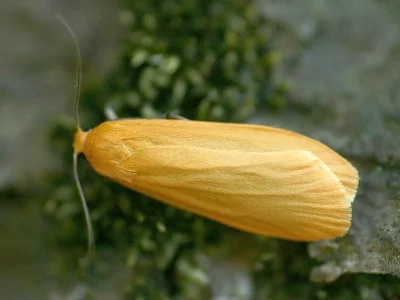 Eilema (Wittia) sororcula
