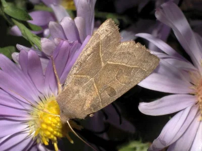 Mesogona oxalina