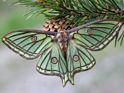 Actias isabellae
