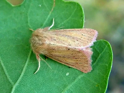 Denticucullus pygmina