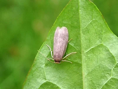 Achroia grisella