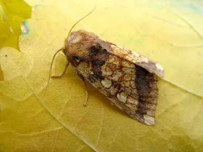 Gortyna (Gortyna) flavago