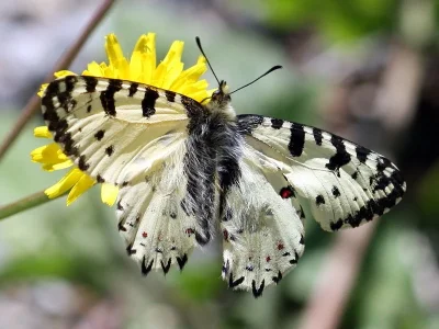 Zerynthia (Allancastria) cretica