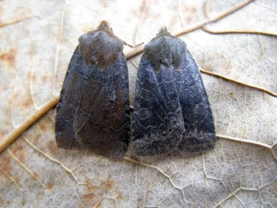 Conistra (Conistra) ligula